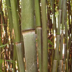 Bambú Phyllostachys Bissetii